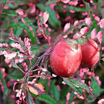 Слива ХЕССЕЙ декоративная в Рогачеве