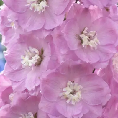 Дельфиниум ПЕТТИКОУТ гибридный в Рогачеве