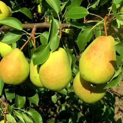 Груша ФЛЕЙТА в Рогачеве