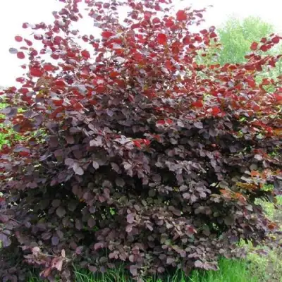 Фундук СИРЕНА в Рогачеве