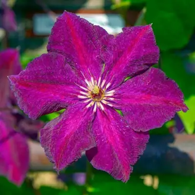 Клематис ГРЮНВАЛЬД в Рогачеве