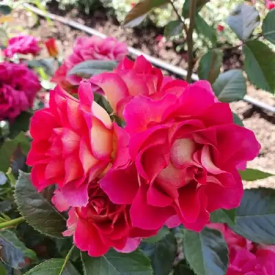 Роза БРЕРА флорибунда в Рогачеве