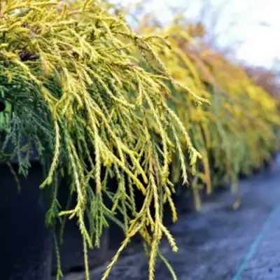 Кипарисовик ВАВЕЛ горохоплодный в Рогачеве