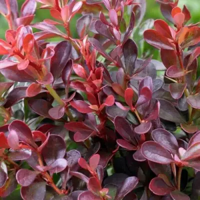 Барбарис АТРОПУРПУРЕА НАНА тунберга в Рогачеве