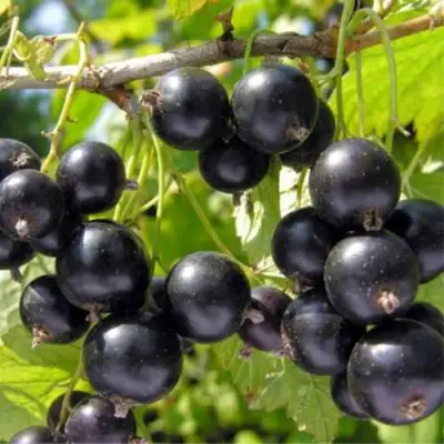 Смородина черная ОРЛОВСКИЙ ВАЛЬС в Рогачеве