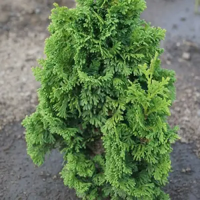 Туя ЗМАТЛИК западная в Рогачеве