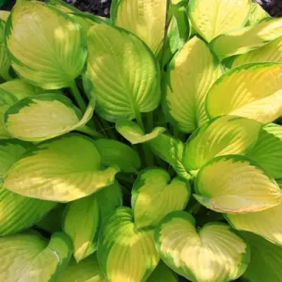 Хоста ГОЛД СТАНДАРТ Форчуна в Рогачеве