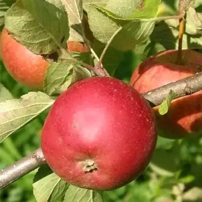 Яблоня ПОСПЕХ в Рогачеве