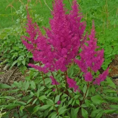 Астильба ЭЛИЗАБЕТ ВАН ВИН японская в Рогачеве