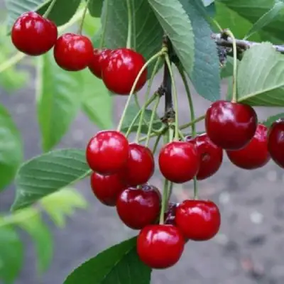 Вишня ЗАРАНКА в Рогачеве