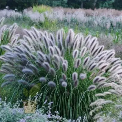 Пеннисетум БЛЭК БЬЮТИ в Рогачеве