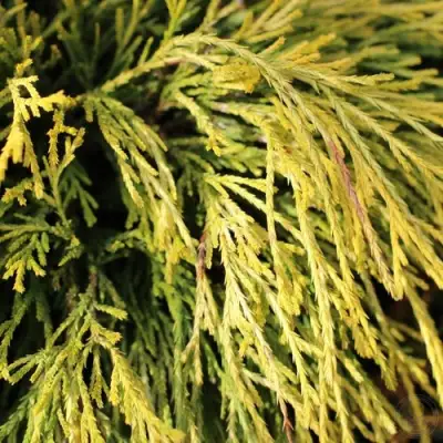 Кипарисовик ГОЛДЕН МОП горохоплодный в Рогачеве