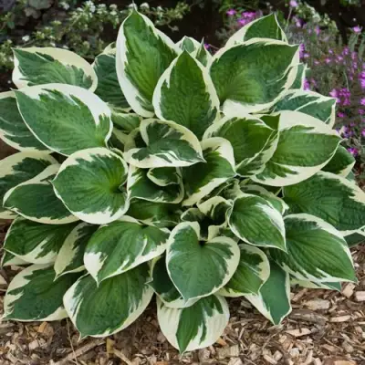 Хоста КАРИН гибридная в Рогачеве