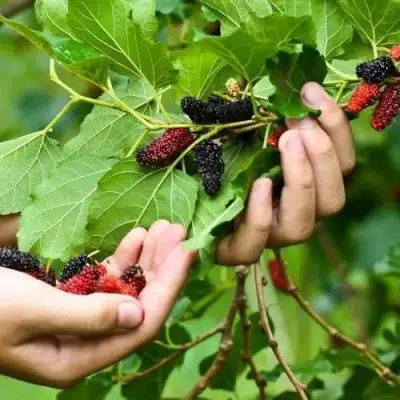 Шелковица ГАЛИЦИЯ в Рогачеве