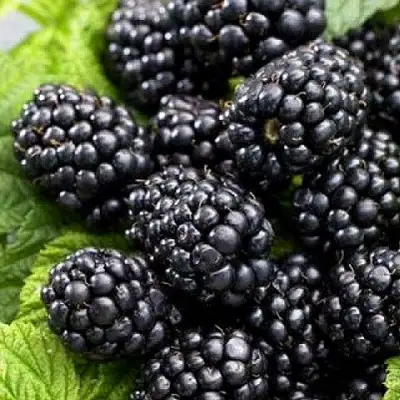 Ежевика БЖЕЗИНА бесшипная  в Рогачеве