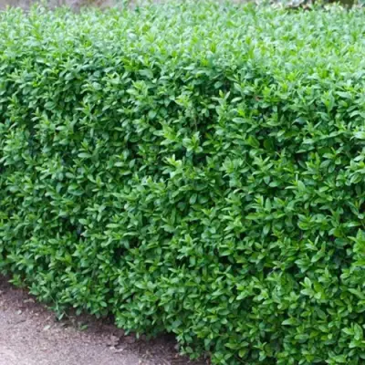 Бирючина обыкновенная АТРОВИРЕНС в Рогачеве