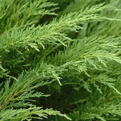 Можжевельник ТАМАРИСЦИФОЛИЯ казацкий  в Рогачеве