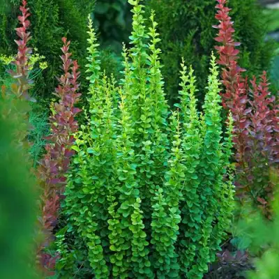 Барбарис ЭРЕКТА тунберга в Рогачеве