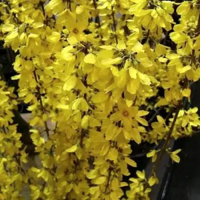 Форзиция ГОЛДРАУШ в Рогачеве