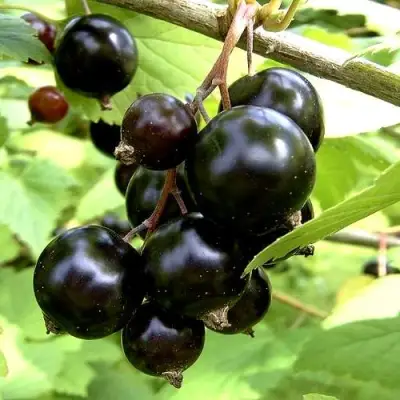 Смородина чёрная ШАРОВИДНАЯ в Рогачеве