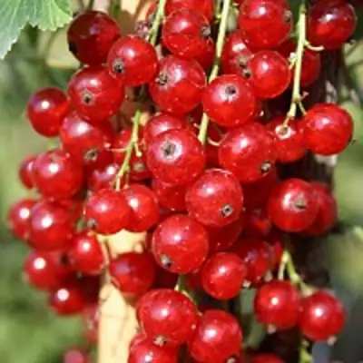 Смородина красная РОНДОМ в Рогачеве