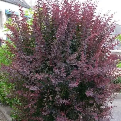 Барбарис АТРОПУРПУРЕА тунберга в Рогачеве