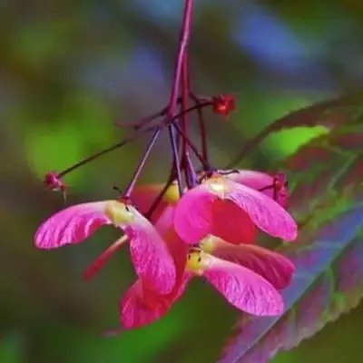 Клен пальмолистный в Рогачеве