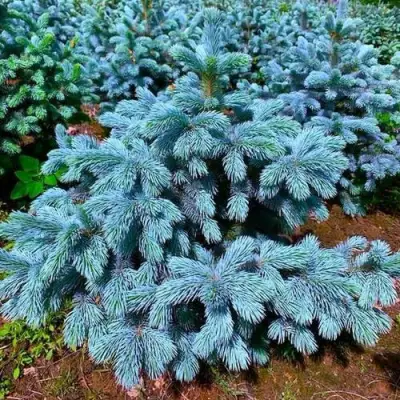 Ель СУПЕР БЛЮ СИДЛИНГ колючая в Рогачеве