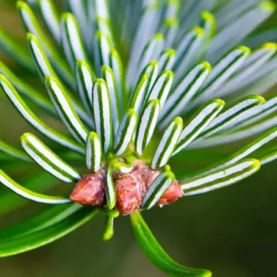 Пихта белая в Рогачеве