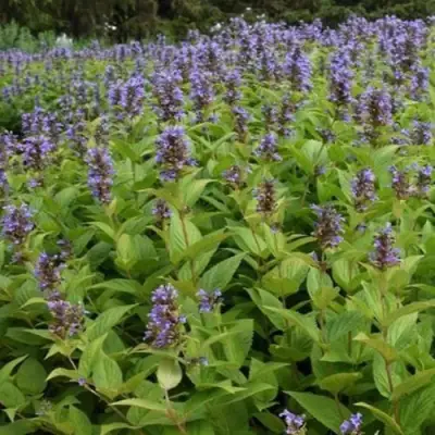 Котовник БЛЮ ДРИМС полусидячий в Рогачеве