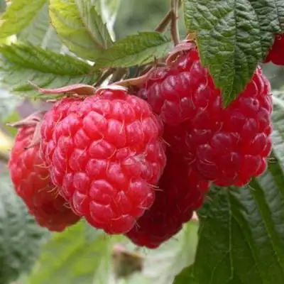 Малина ГЕРАКЛ в Рогачеве