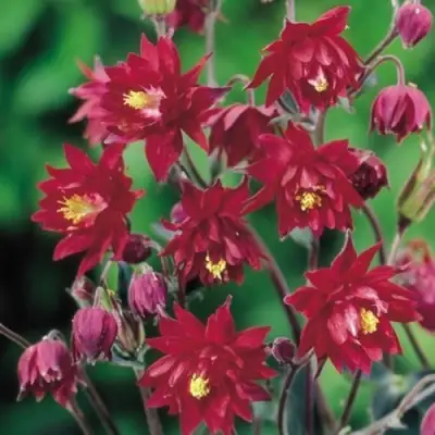 Аквилегия РУБИ ПОРТ обыкновенная в Рогачеве