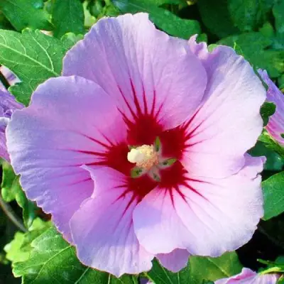 Гибискус ПИНК ФЛИРТ сирийский в Рогачеве