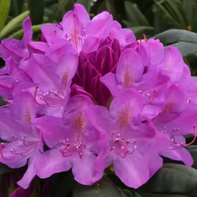 Рододендрон РОЗЕУМ ЭЛЕГАНС в Рогачеве