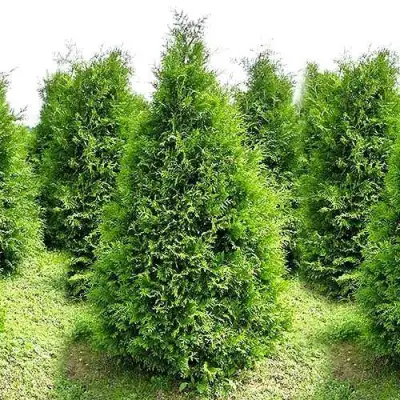 Туя БРАБАНТ западная в Рогачеве