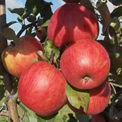 Яблоня ПЕРСИКОВАЯ в Рогачеве