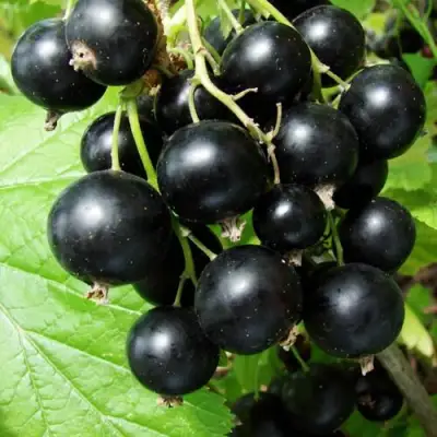 Смородина чёрная ЭКЗОТИКА в Рогачеве