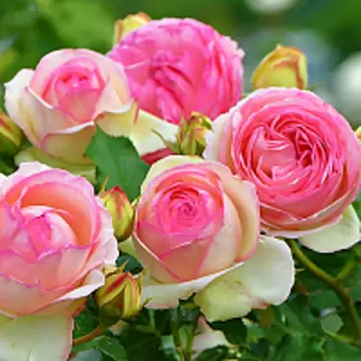 Роза ПЬЕР ДЕ РОНСАР плетистая в Рогачеве