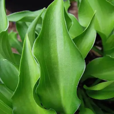 Хоста ГАРРИ ВАН ТРИЕР в Рогачеве