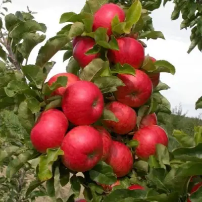 Яблоня ТРАЙДЕНТ колонновидная в Рогачеве