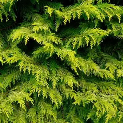 Кипарисовик ГОЛДЕН ВОНДЕР лавсона в Рогачеве