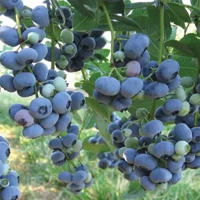 Голубика ЛИБЕРТИ в Рогачеве