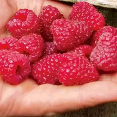 Малина ДЖОАН ДЖИ (ДЖОАН ДЖЕЙ) в Рогачеве