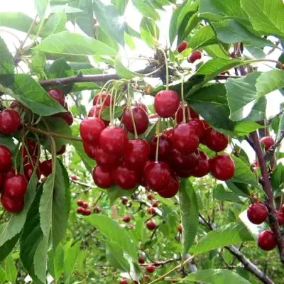 Вишня ТУРГЕНЕВКА в Рогачеве