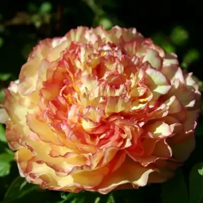 Пион ЗОЛОТАЯ РОССЫПЬ древовидный в Рогачеве