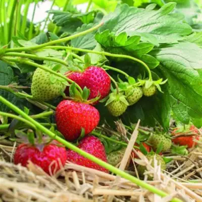 Клубника ЭЛЬСАНТА в Рогачеве