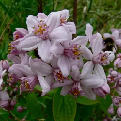 Дейция МОУНТ РОУЗ в Рогачеве