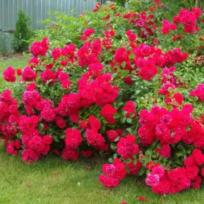 Роза РАДОСТЬ САДОВНИКА (ГАРТЕН ФРОЙДЕ) почвопокровная в Рогачеве