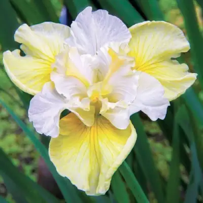 Ирис ЙЕЛЛОУ ТЕЙЛ сибирский в Рогачеве