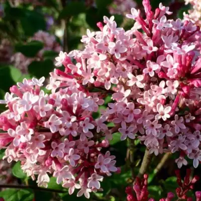 Сирень РЕД ПИКСИ в Рогачеве